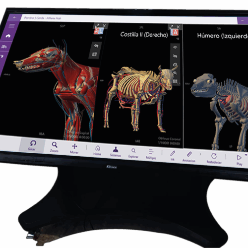 Mesa de Anatomía Veterinaria Interactiva
